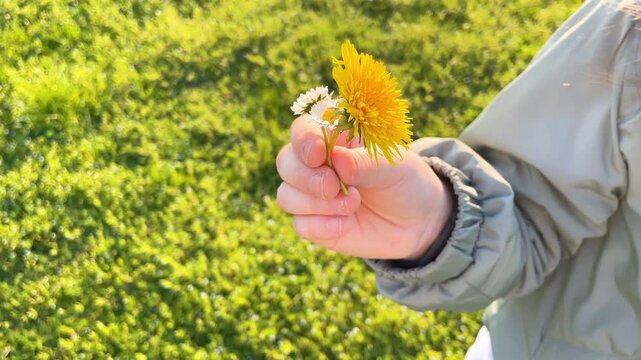 Child's hand holding a dandelion and a small daisy against a blurred green grassy background