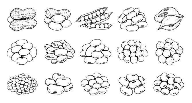 Hand Drawn Legumes Set with Beans Peas Nuts and Lentils Botanical Line Art Vector Illustration