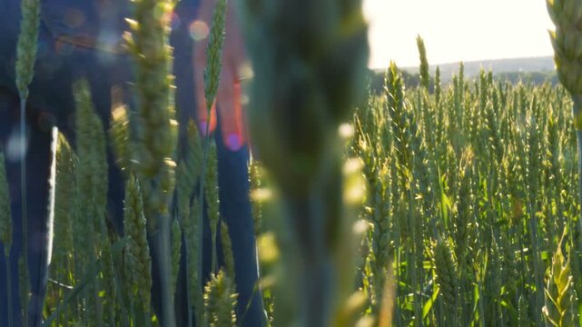 Close up of female hand moving over wheat and touching green spikelets. Unrecognizable girl walking through grain field enjoying scenic nature environment. Summer sunny day. Slow motion