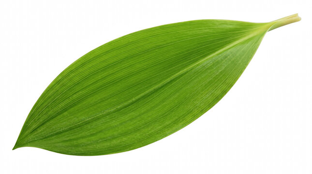 Single Vibrant Green Leaf with Parallel Veins