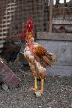 Gallo feo sin plumas