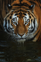 Siberian tiger (Panthera tigris altaica) detail portrait © Sangur