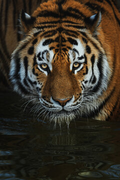 Siberian tiger (Panthera tigris altaica) detail portrait