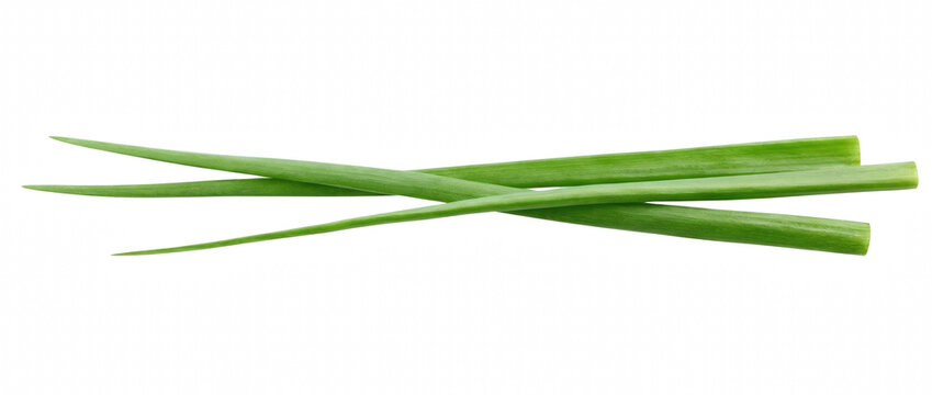 Several sprigs of fresh green onions lying horizontally