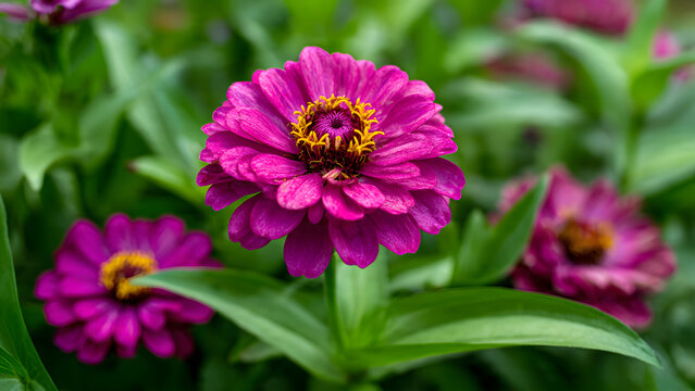 Vibrant pink zinnia flowers blooming in a lush garden setting
