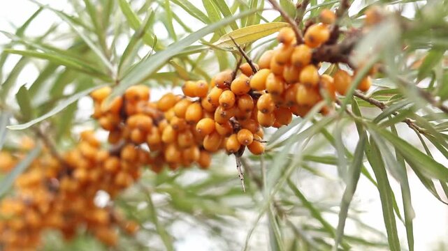 A branch of sea buckthorn, densely covered with juicy bright orange berries. The fruits are oval in shape and fit tightly together. Around the berries are narrow, elongated green leaves. Harvest.