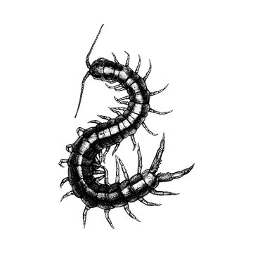 Hand-drawn vintage centipede illustration in stipple engraving style isolated on white background
