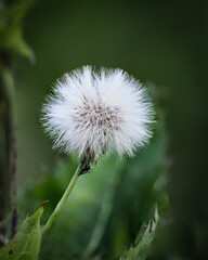 Fototapeta premium dandelion seed head
