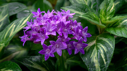 Obraz premium Vibrant Purple Flowers with Lush Green Leaves in Garden Setting