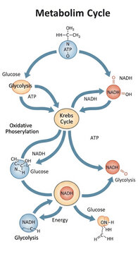 Cellular Metabolism Cycle Diagram: Glycolysis, Krebs Cycle, and Oxidative Phosphorylation for Energy Production
