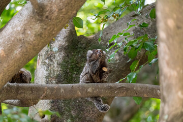 Obraz premium Common marmoset eating on tree branch in tropical forest