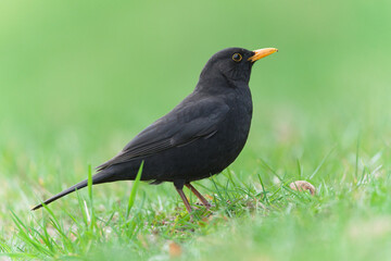 Obraz premium Common Blackbird (Turdus merula) male standing on grass in natural environment – common bird species in the Czech Republic