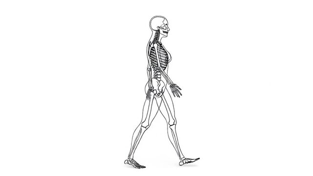 Human skeleton walking on white background.