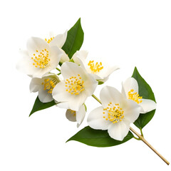 Fototapeta premium White jasmine flowers isolated on transparent background with green leaves and yellow centers