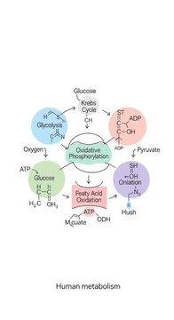 Human Metabolism Pathways Diagram: Cellular Respiration and Energy Production