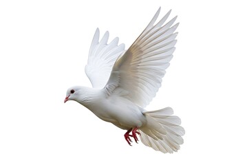 Obraz premium White dove flying in mid air isolated on white background with wings spread wide