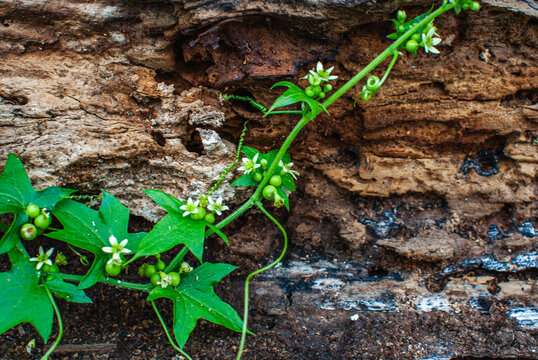 Zaunr&uuml;be w&auml;chst entlang einer Mauer