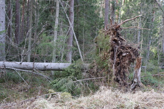 Close view of uprooted tree roots and fallen trunk