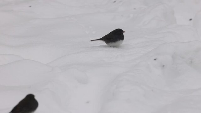 Dark-eyed junco (Junco hyemalis) foraging on snow-covered ground, finding and eating black oil sunflower seeds during a winter snowstorm.