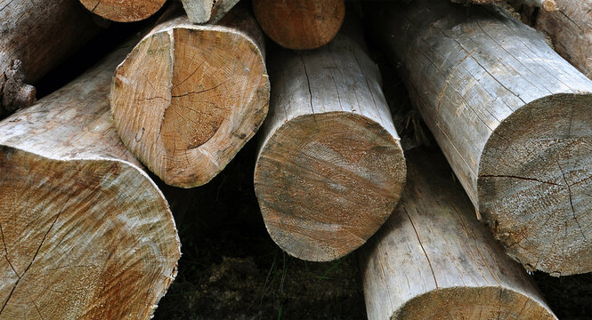 Abstract wood background, stack of logs close up. Cut down trees, woodworking industry, solid fuel, energy resources concept. Horizontal image