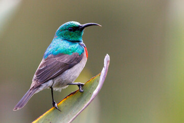 Obraz premium Sunbird at Kirstenbosch