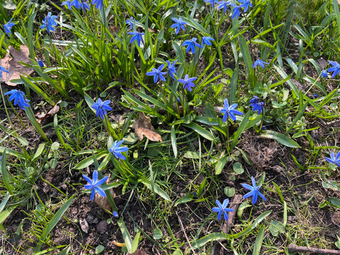 Blausterne
