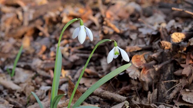 Snowdrop flowers (Galanthus nivalis) moving in wind at sunset