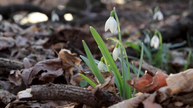 Snowdrop (Galanthus nivalis) growing on forest floor in early spring