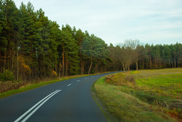 Naklejka premium A long empty road among tall forest trees
