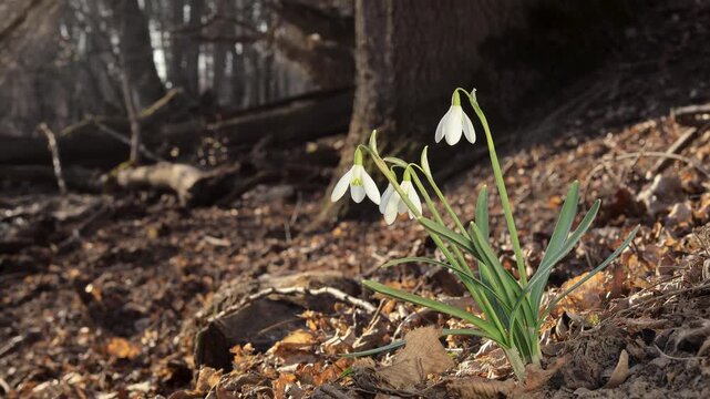Group of snowdrops (Galanthus nivalis) swaying in wind wide forest view
