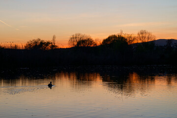 Naklejka premium Silhouette of a duck swimming on calm lake at sunset with reflection