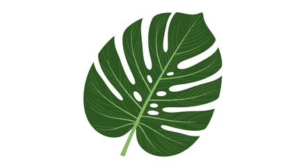 Illustration of a green monstera deliciosa leaf isolated on a white background. © Cantik