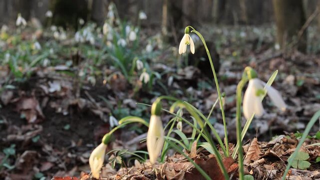 Spring forest full of blooming snowdrops (Galanthus nivalis)