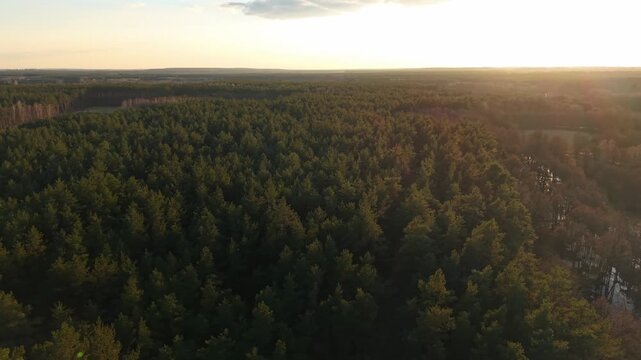 Golden Hour Parallax Over Sunlit Evergreen Forest