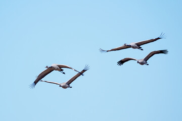 Fototapeta premium Żurawie w locie.
