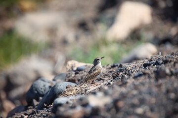 Ein Stelzenartiger Vogel auf Kreta gefunden.  © boedefeld1969