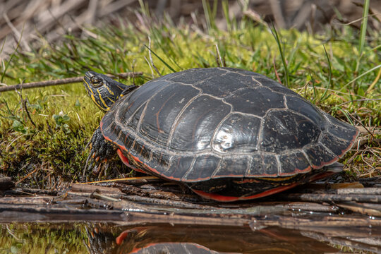 red  western painted turtle 