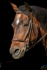 Fototapeta premium portrait of a horse