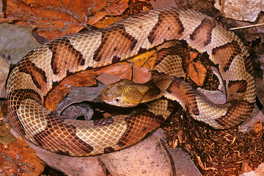 Copperhead, Agkistrodon contortrix