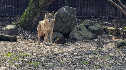 Gray wolf standing in a forest clearing looking at camera © Konrad_elx