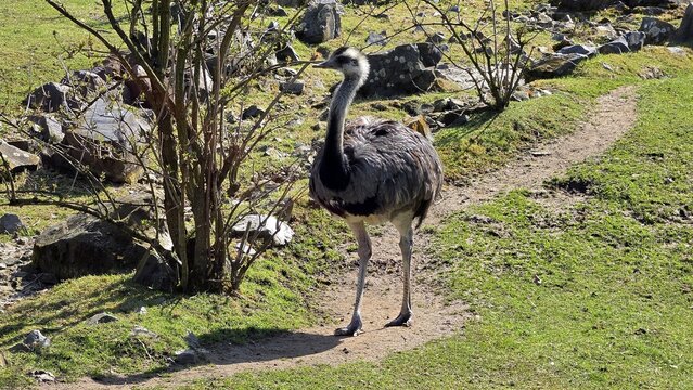Greater rhea walking on a path in a park