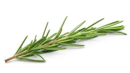 Fototapeta premium A sprig of fresh rosemary on a white background
