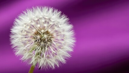 Obraz premium A close-up of a dandelion flower against a vibrant purple background