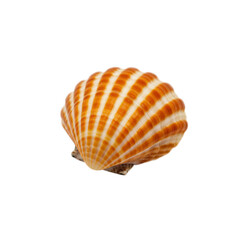 Fototapeta premium Orange and white striped seashell isolated on transparent background