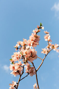 Branches d'amandier en fleurs en gros plan vue vers le ciel, petites fleurs rose clair, ciel bleu en arri&egrave;re-plan, symbole des beaux jours