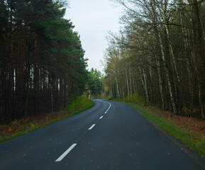 Obraz premium A long empty road among tall forest trees