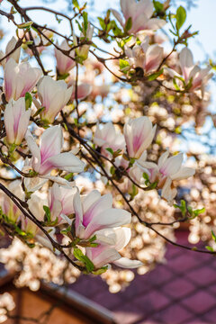 magnolia tree blooming in springtime. tender pink flowers in a shade of urban architecture. picture from uzhhorod city with magnolia soulangeana on a warm april weather for easter postcard background