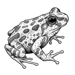 Naklejka premium Detailed frog illustration isolated on transparent background