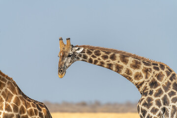 The head and Neck of a giraffe against a blue sky in Etosha National Park, Namibia, Africa © dvlcom