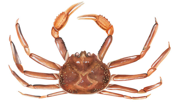 Opilio crab (Chionoecetes opilio). Watercolor illustration snow crab 松葉ガニ . For seafood restaurant menus. Hand-drawn Matsuba crab on a transparent background.